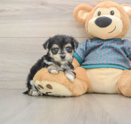 6 week old Morkie Puppy For Sale - Premier Pups