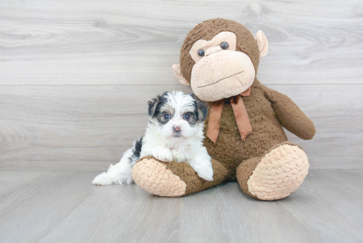 Morkie Pup Being Cute