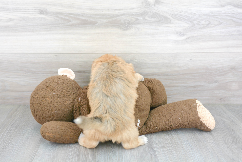 Playful Yorkie Designer Puppy