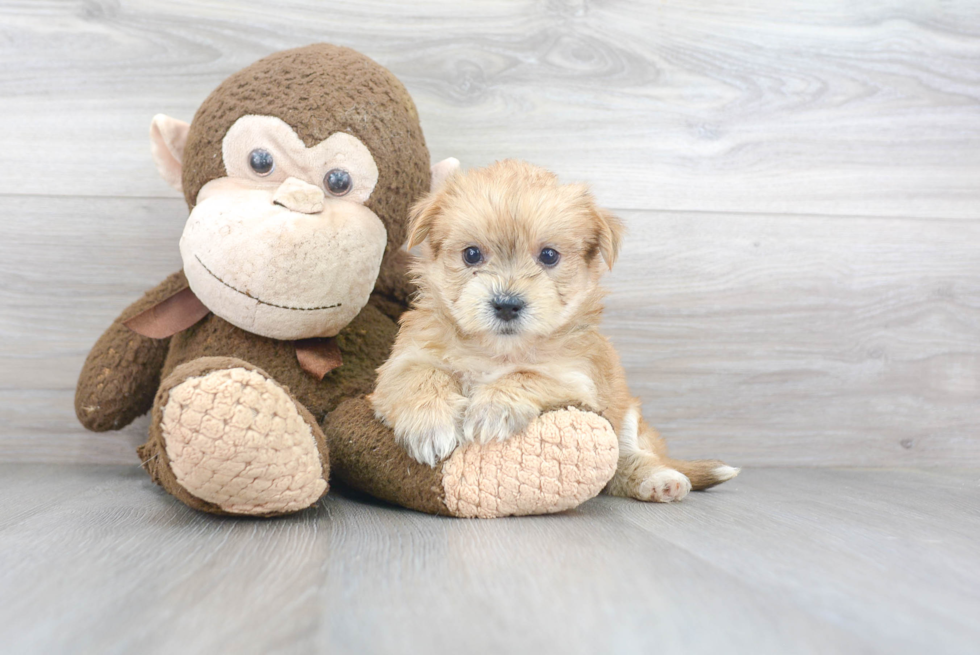 Energetic Yorkie Designer Puppy