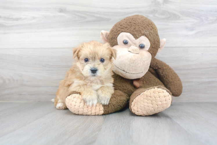 Hypoallergenic Yorkie Designer Puppy