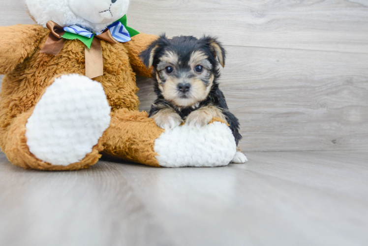 Adorable Yorkie Designer Puppy