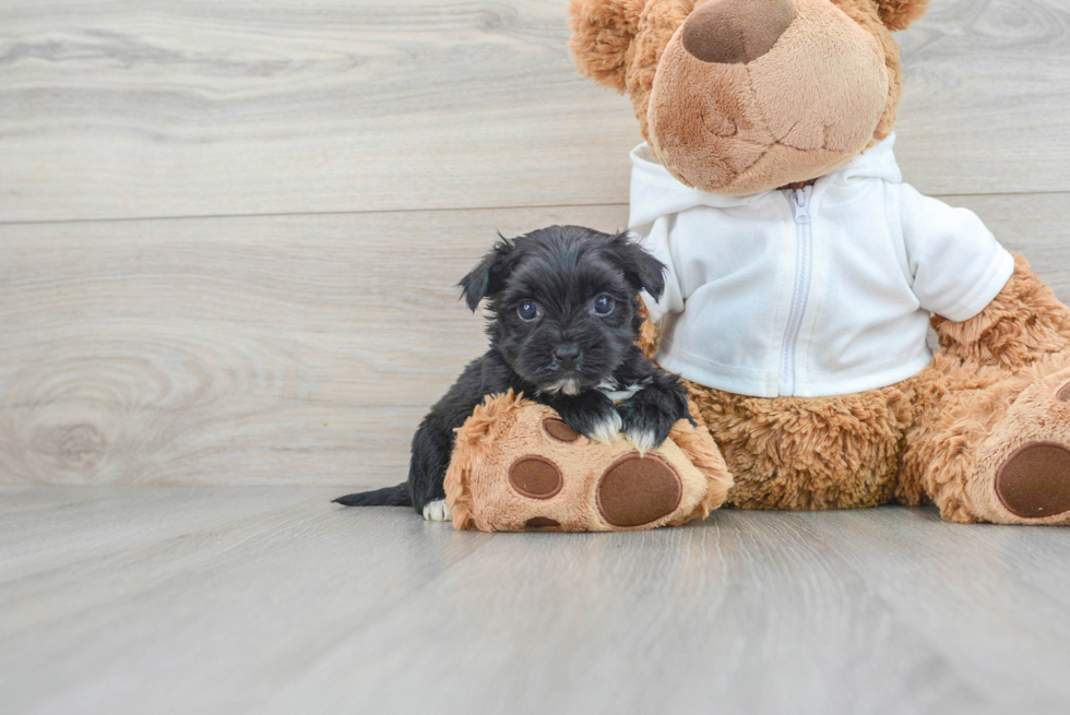 Morkie Pup Being Cute