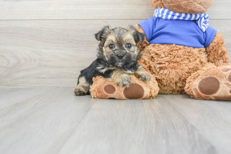 Adorable Yorkie Designer Puppy