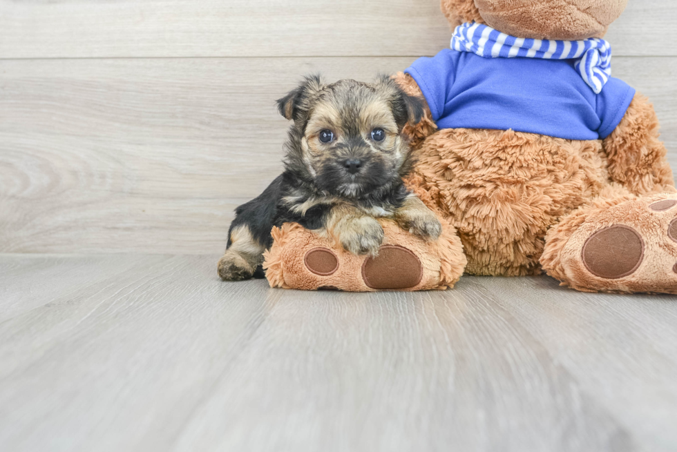 Adorable Yorkie Designer Puppy