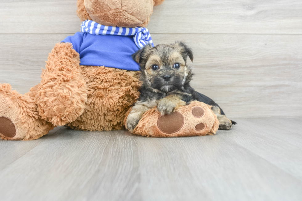 Adorable Yorkie Designer Puppy