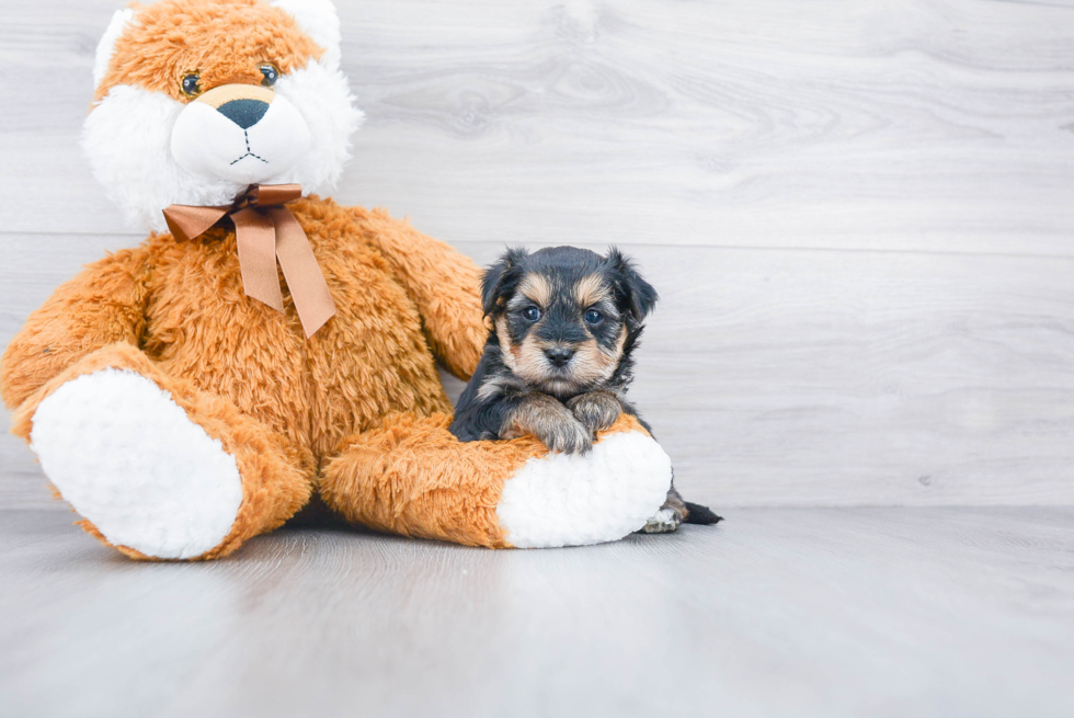 Friendly Morkie Baby