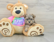 6 week old Morkie Puppy For Sale - Premier Pups