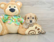 6 week old Morkie Puppy For Sale - Premier Pups