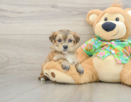5 week old Morkie Puppy For Sale - Premier Pups