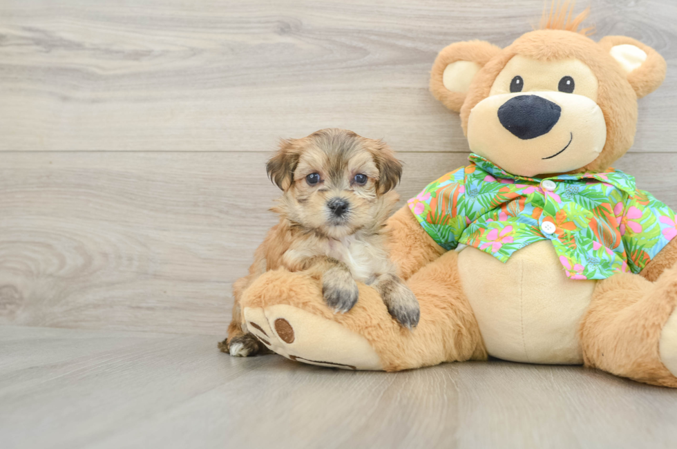 5 week old Morkie Puppy For Sale - Premier Pups