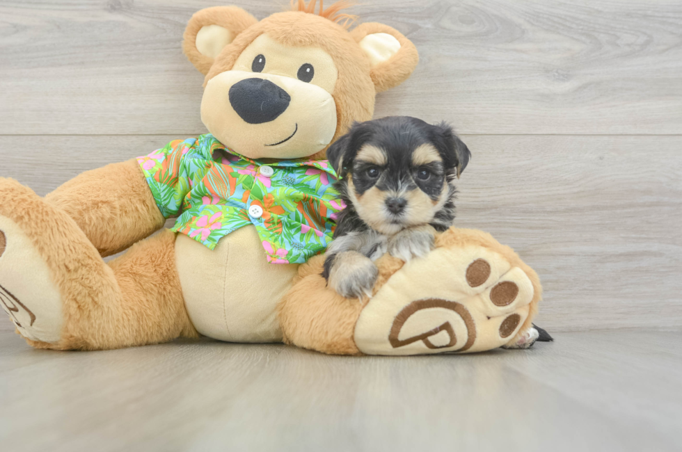 5 week old Morkie Puppy For Sale - Premier Pups