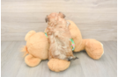 Morkie Pup Being Cute