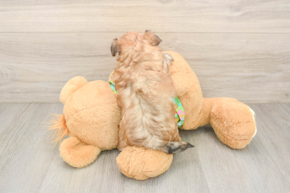 Morkie Pup Being Cute