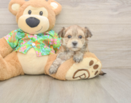 7 week old Morkie Puppy For Sale - Premier Pups