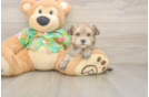 Friendly Morkie Baby