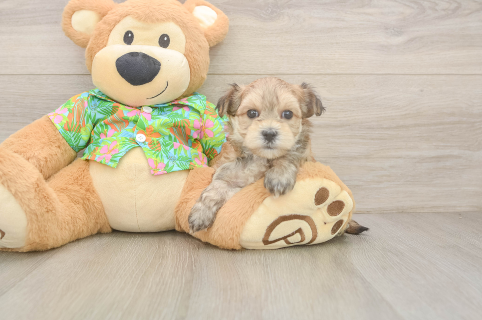 6 week old Morkie Puppy For Sale - Premier Pups