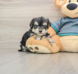 7 week old Morkie Puppy For Sale - Premier Pups