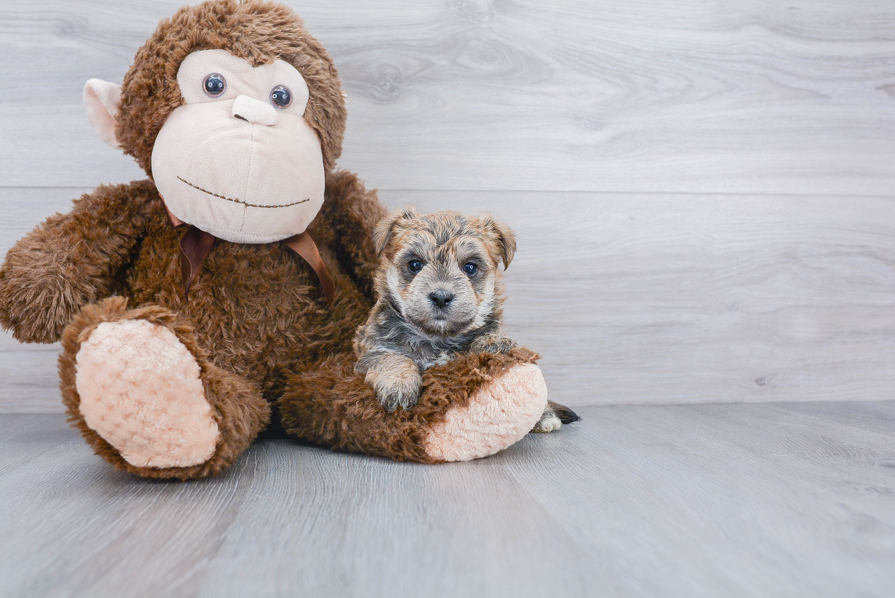 Best Morkie Baby
