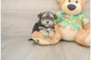 Morkie Pup Being Cute