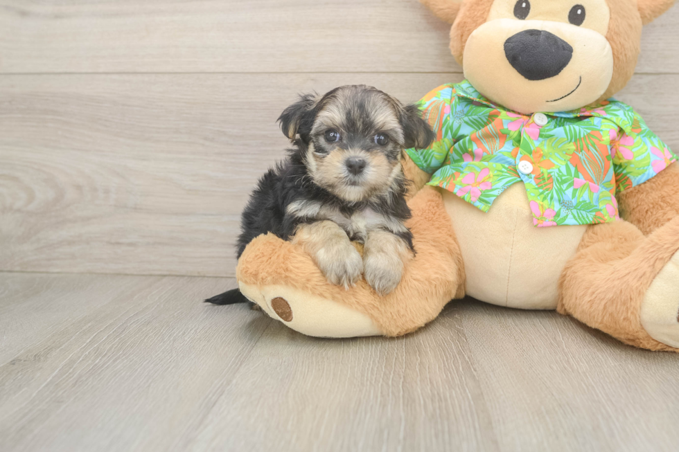 Morkie Pup Being Cute