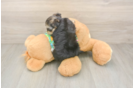 Adorable Maltiyork Designer Puppy