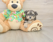 7 week old Morkie Puppy For Sale - Premier Pups