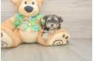 Morkie Pup Being Cute