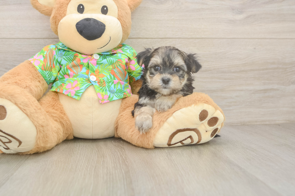 6 week old Morkie Puppy For Sale - Premier Pups