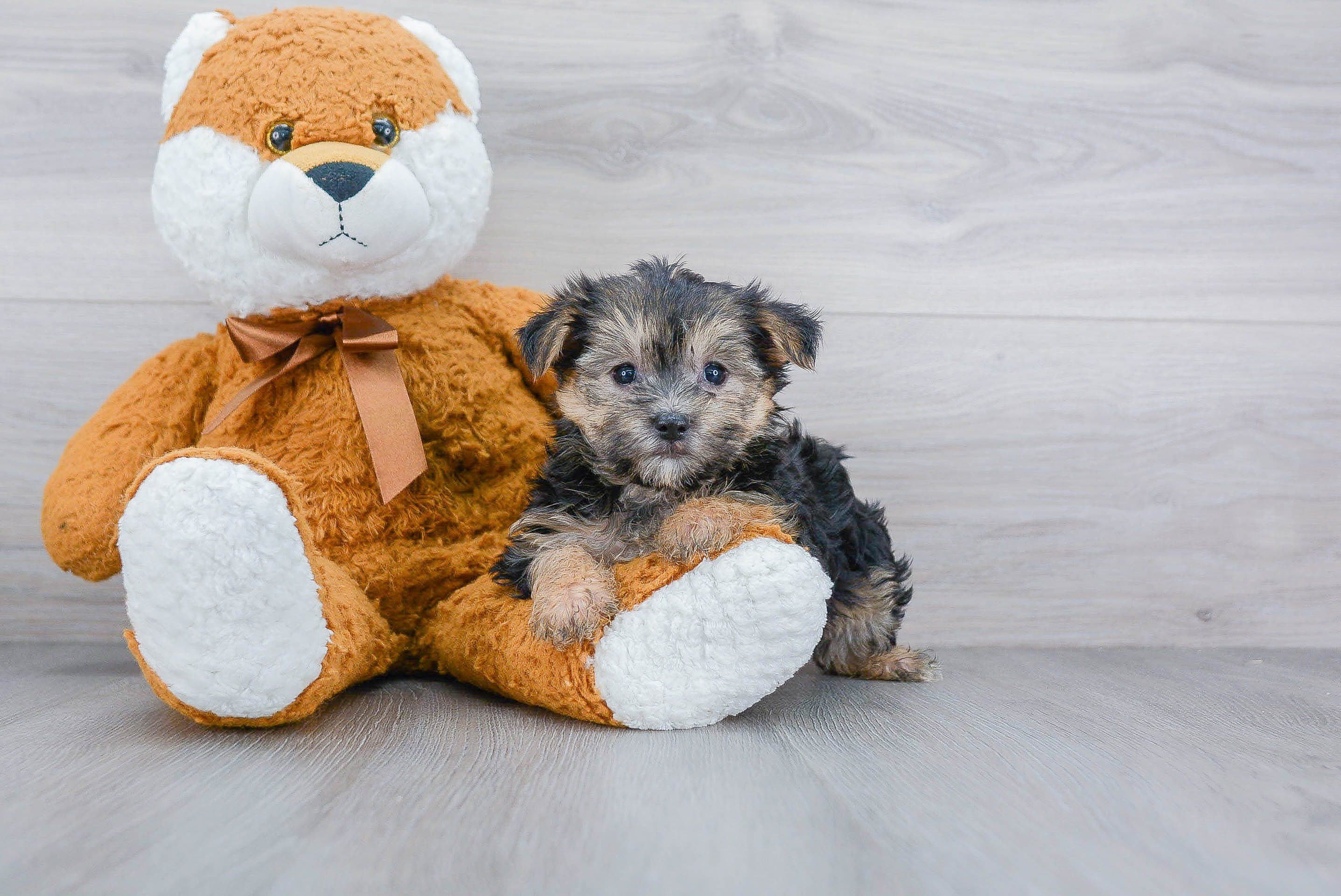 Happy Morkie Baby