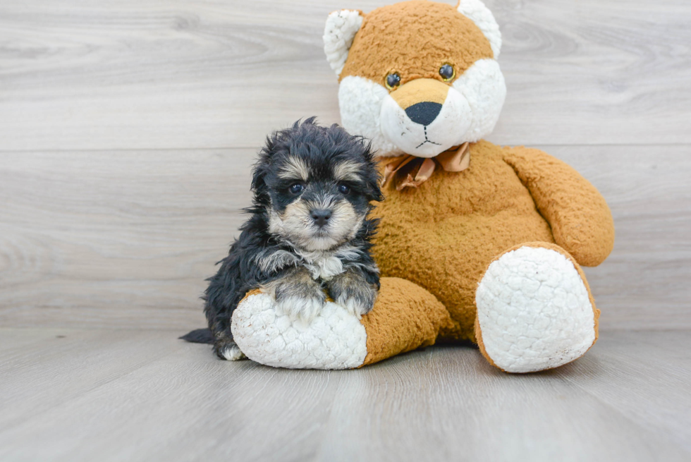 Morkie Pup Being Cute