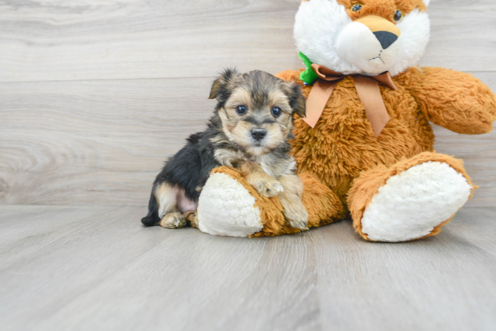 Morkie Pup Being Cute