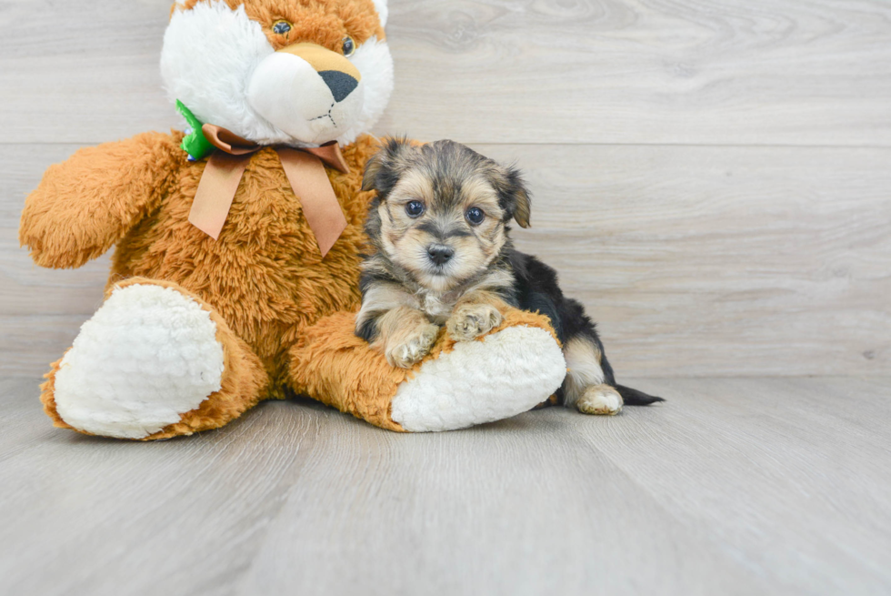 Morkie Puppy for Adoption