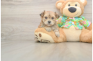 Morkie Puppy for Adoption