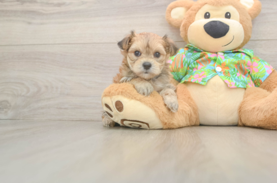 Morkie Puppy for Adoption