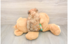 Best Morkie Baby
