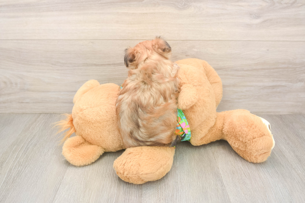 Best Morkie Baby