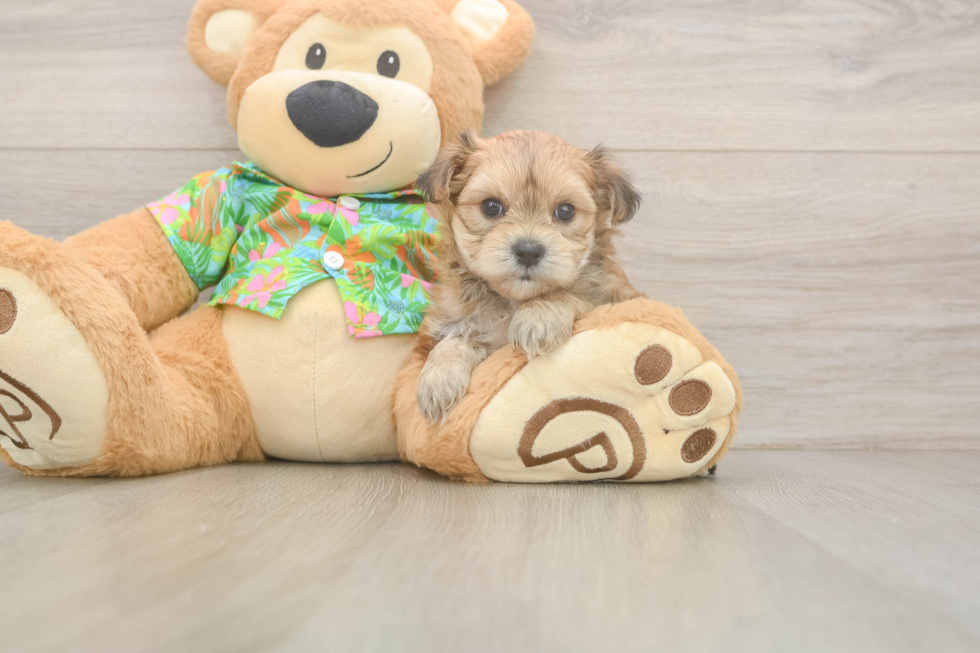 Best Morkie Baby