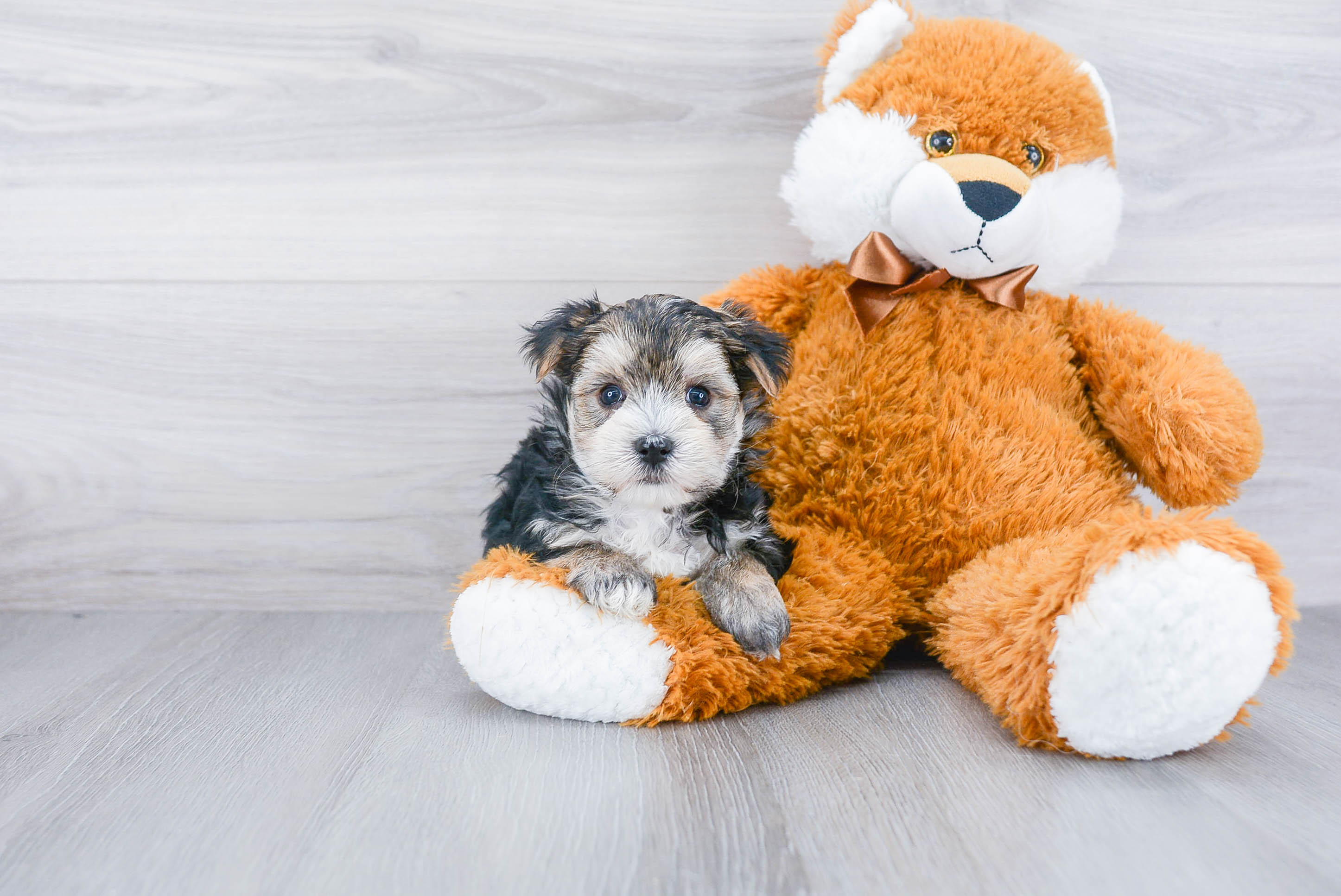 Morkie Puppy for Adoption