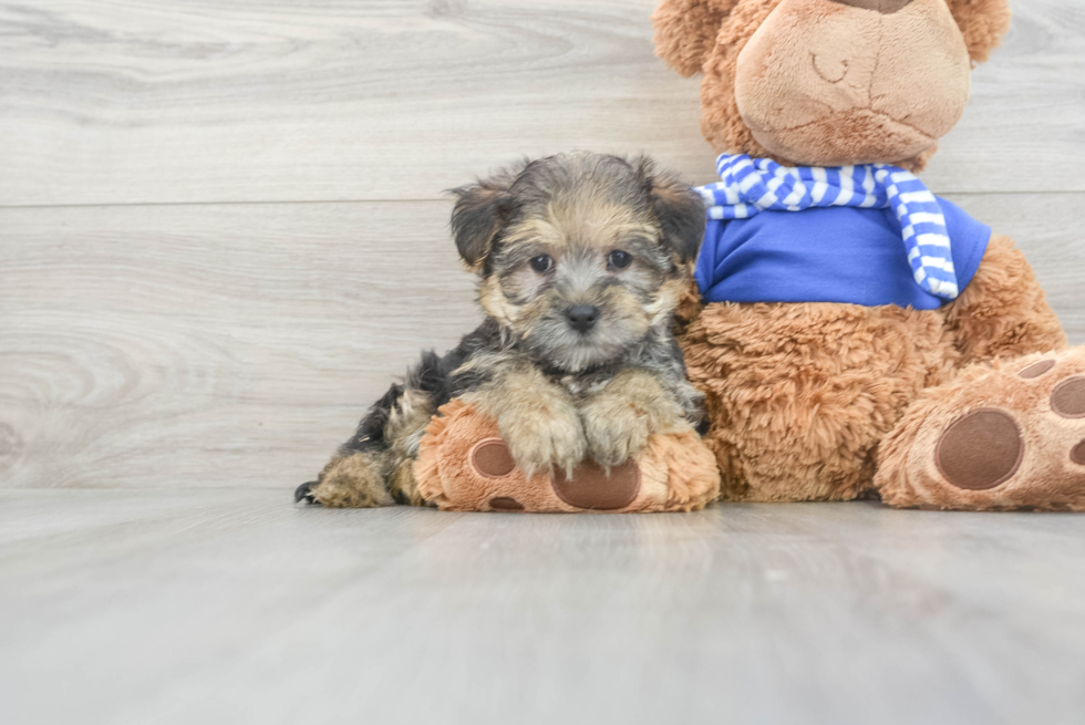 Morkie Pup Being Cute