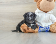 6 week old Morkie Puppy For Sale - Premier Pups