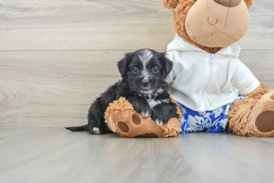 Morkie Pup Being Cute