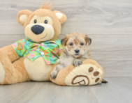 5 week old Morkie Puppy For Sale - Premier Pups
