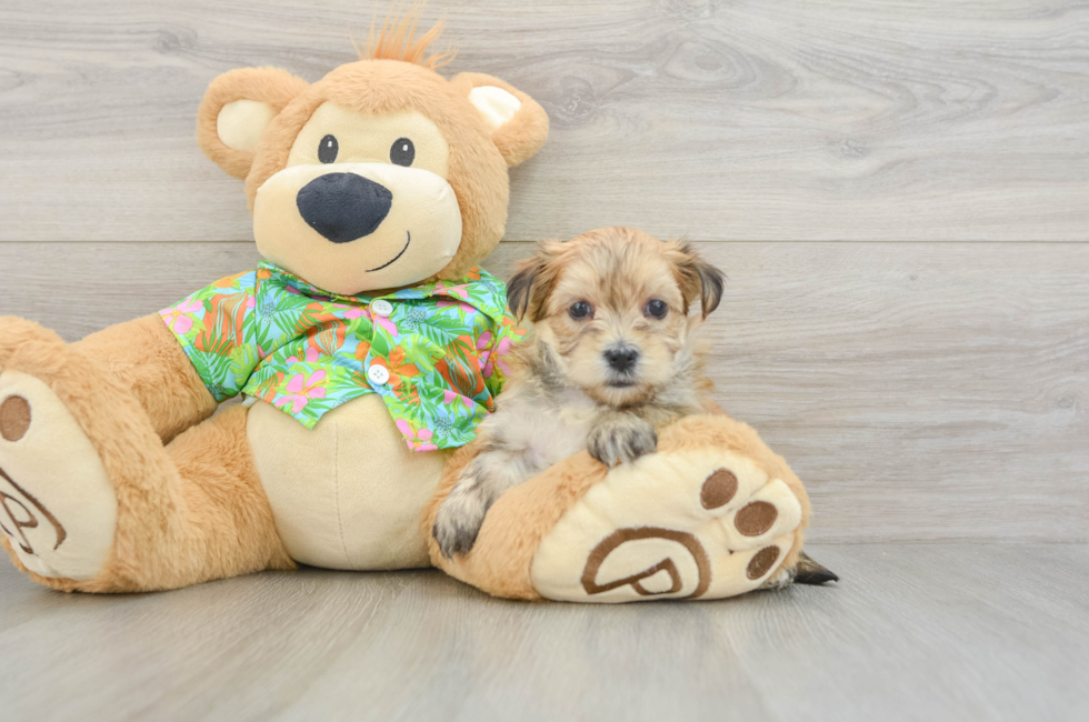 5 week old Morkie Puppy For Sale - Premier Pups