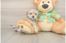 Happy Morkie Baby