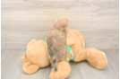 Morkie Puppy for Adoption