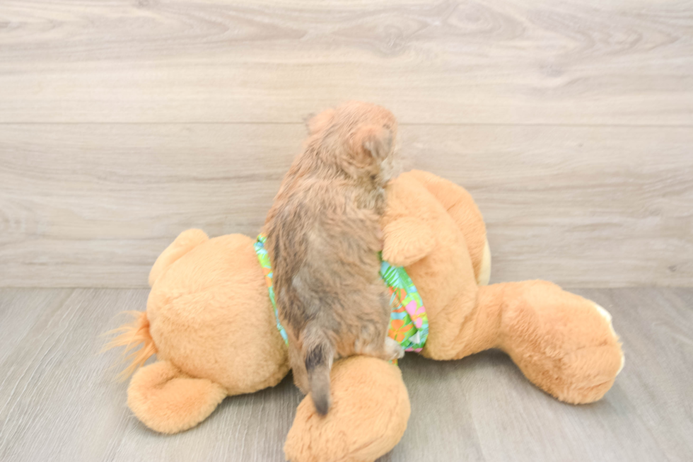 Morkie Puppy for Adoption
