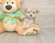 8 week old Morkie Puppy For Sale - Premier Pups