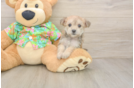 Morkie Pup Being Cute