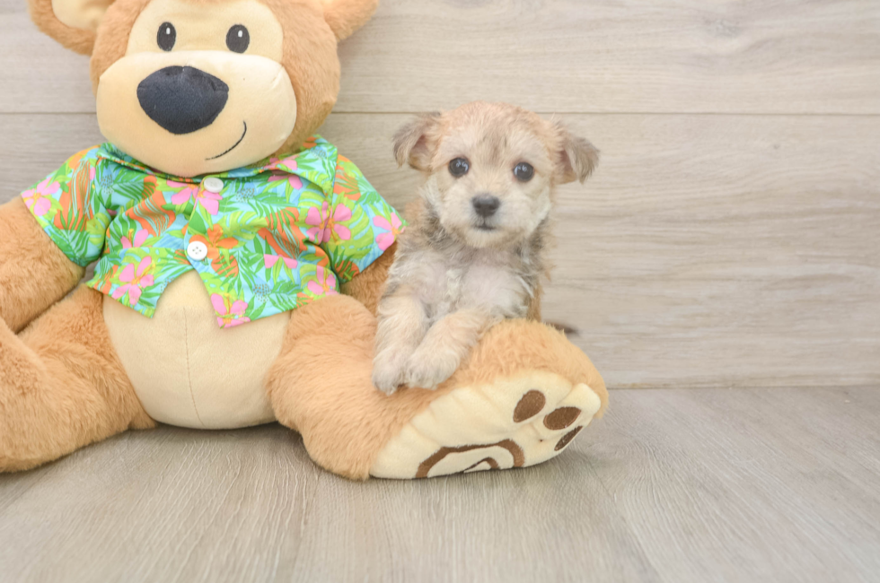 6 week old Morkie Puppy For Sale - Premier Pups
